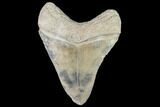 Serrated, Fossil Megalodon Tooth - Florida #110473-1